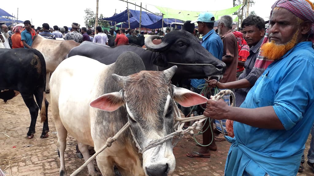 কোরবানি ঈদে মহাসড়কের পাশে বসা ২১৭টি পশুর হাট না বসাতে নির্দেশনা