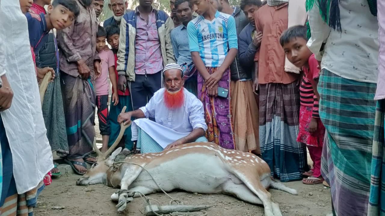 ভোলায় কুকুরের কামড়ে হরিণের মৃত্যু