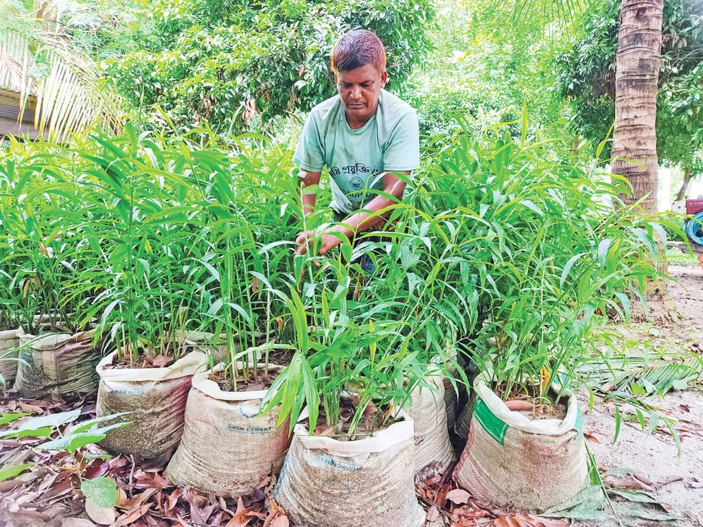 দেশে ১ কোটি ৮ লাখ বস্তায় আদা চাষ, স্বয়ংসম্পূর্ণতার হাতছানি