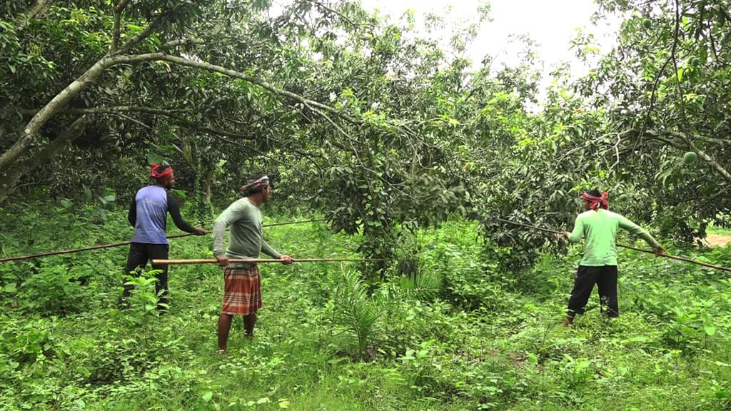 লোকসানের শঙ্কায় মেহেরপুরের আমচাষিরা, সরকারিভাবে রপ্তানির দাবি