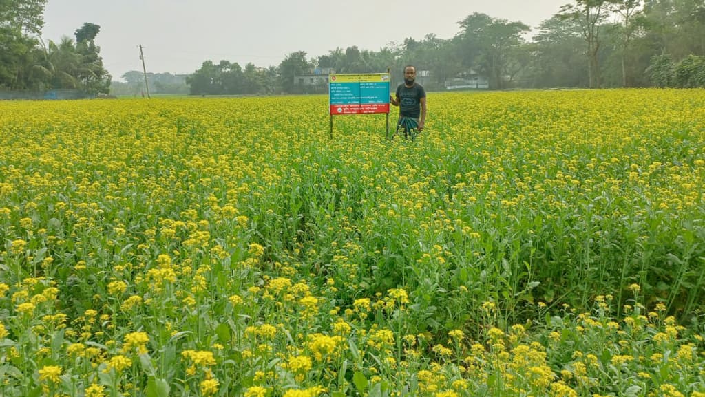 কচুয়ায় সরিষার বাম্পার ফলন