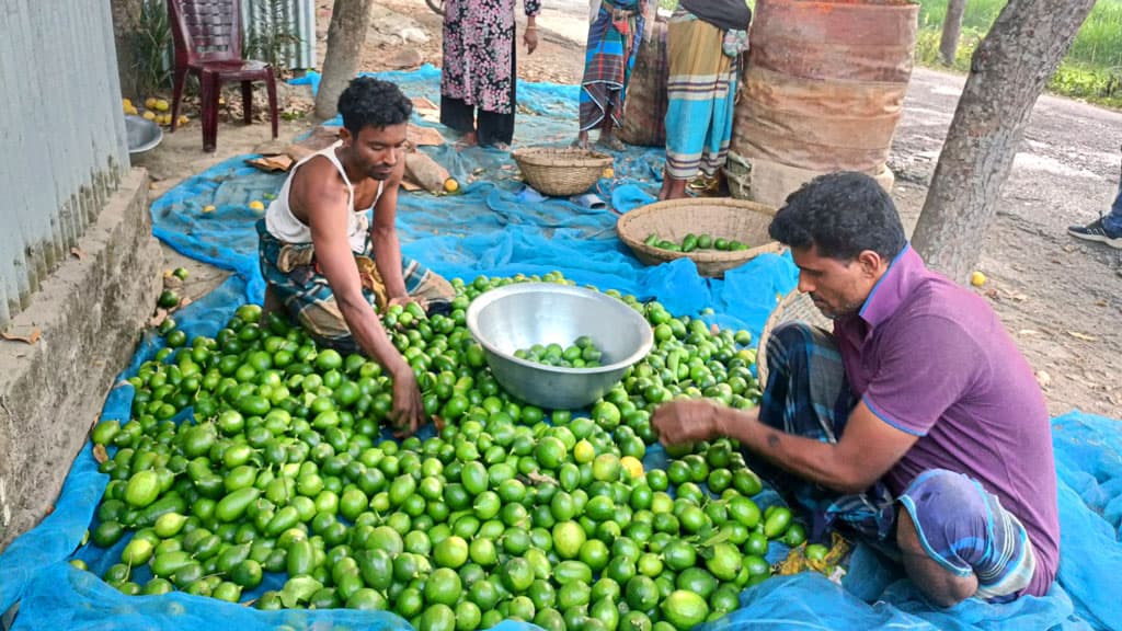 লেবুর গ্রামেও লেবুর দাম চড়া