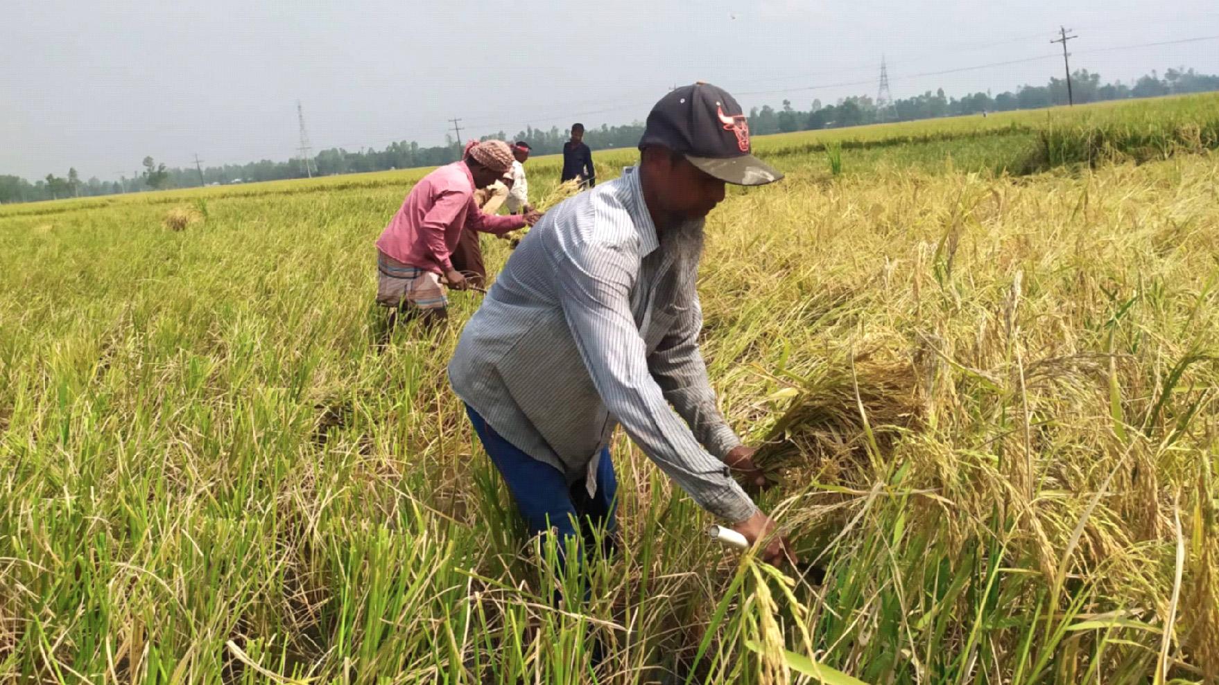 শ্রমিক-সংকট, বিপাকে কৃষক