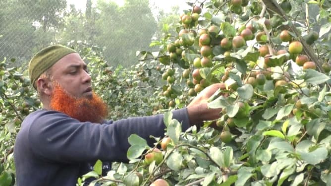 কাশ্মীরি আপেল ও বল সুন্দরী কুলে লাভবান কৃষক