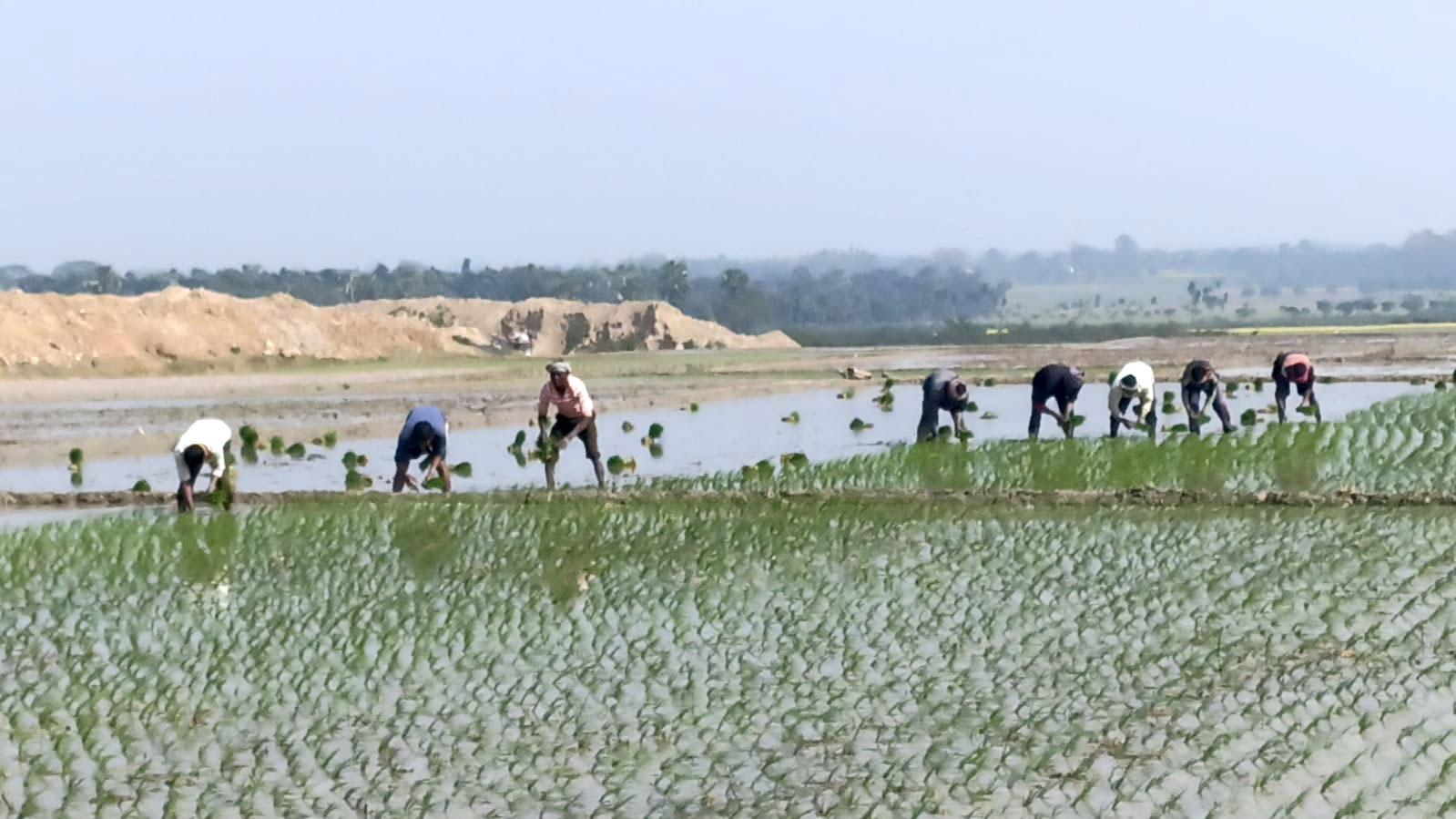 চাঁপাইনবাবগঞ্জে বোরো আবাদের জন্য প্রস্তুত ৫০ হাজার হেক্টর জমি