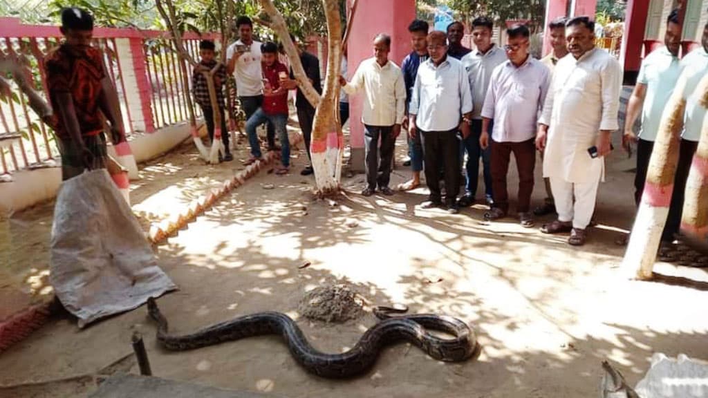 রাউজানে ইউপি সদস্যের বসতঘর থেকে অজগর উদ্ধার