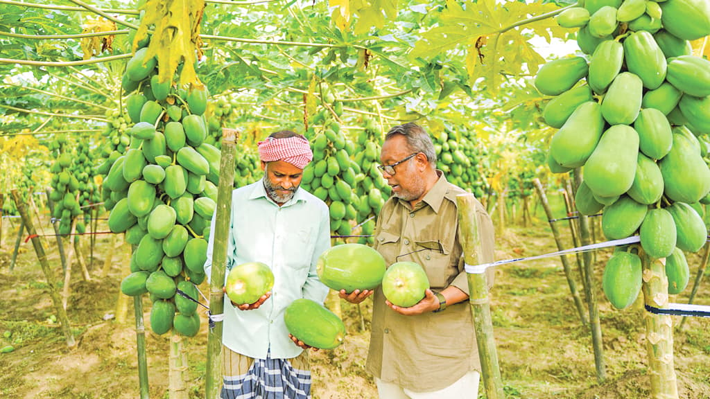 বাজারে উচ্চমূল্য, কৃষকের লাভ কতটুকু