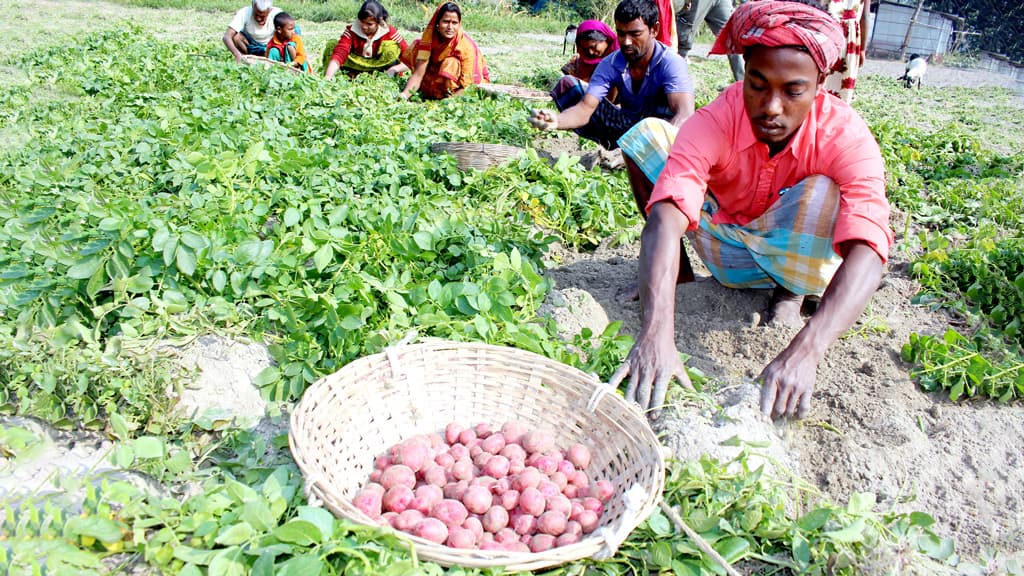 হাসি নেই সবজি চাষির মুখে