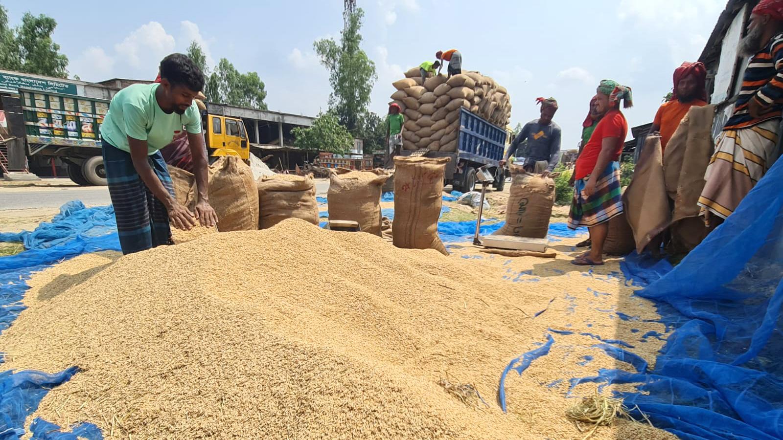 রাজশাহী ও বগুড়া: বোরোর ফলন বেশি, দামেও খুশি কৃষক