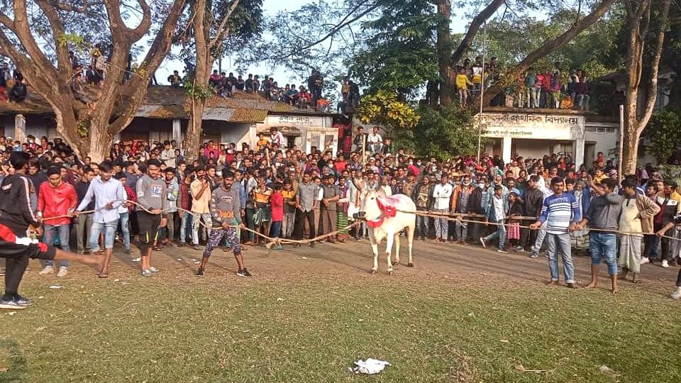 গরু দৌড় দেখতে সাধু মেলায় ভিড়