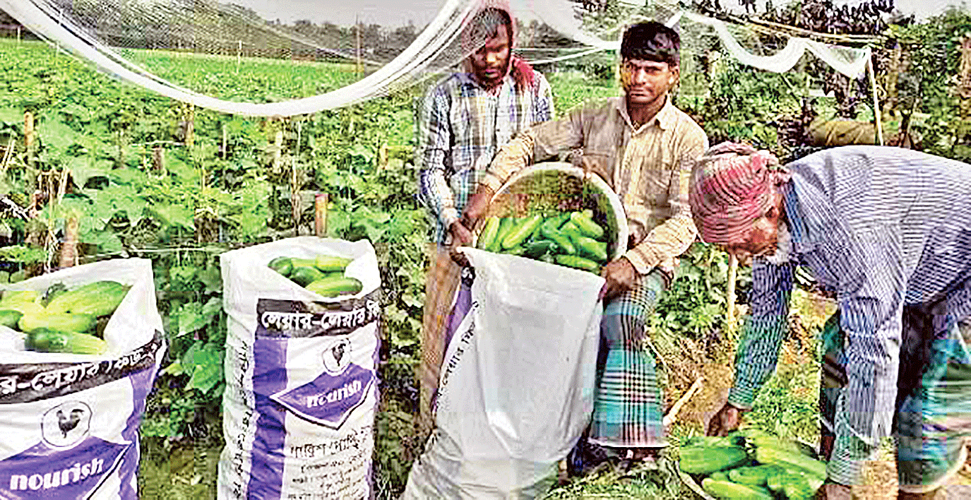 চাকরি না পেয়ে কৃষিতে সাফল্য মুন্নাফের