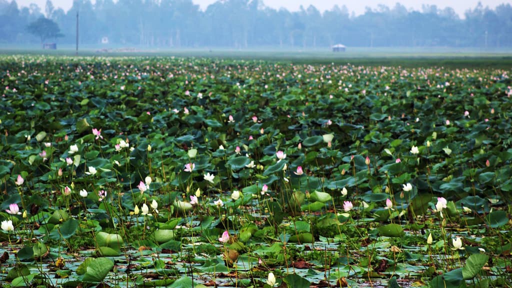 বিলজুড়ে পদ্ম ফুলের আভা