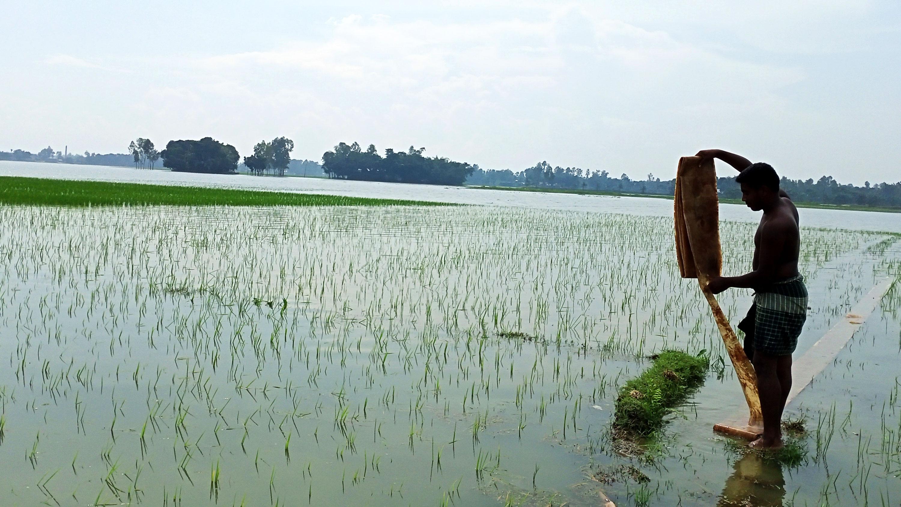 মেলান্দহে বন্যায় ডুবে গেছে ৮২০ হেক্টর জমির ধান