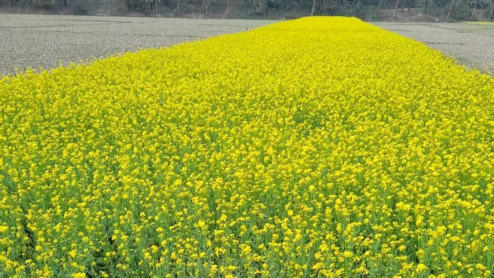 সরিষার বাম্পার ফলনের আশা কৃষকদের