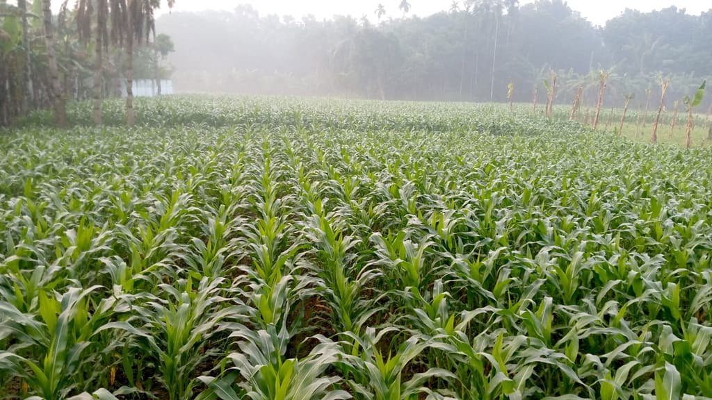 আবাদ কমেছে ভুট্টার