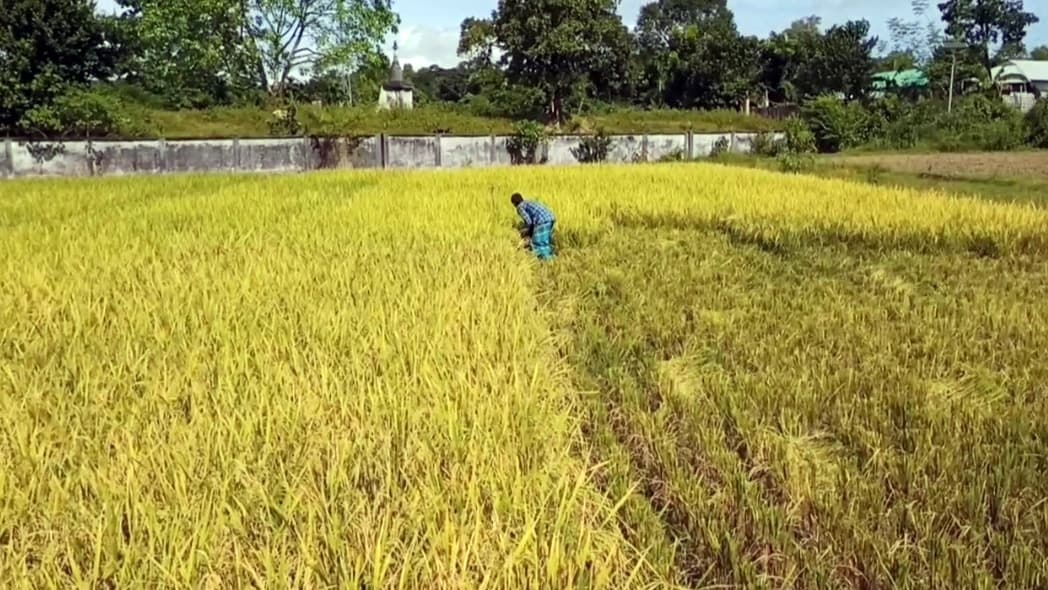 আগাম আমনে সাফল্য