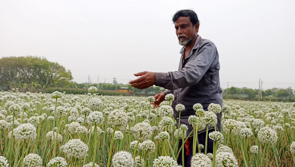 রাজবাড়ীতে ৮০ কোটি টাকার পেঁয়াজ বীজ উৎপাদনের আশা