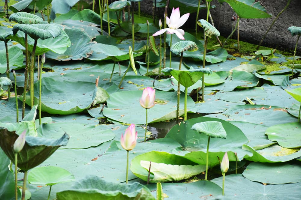 দিনের ছবি (২৮ জুন, ২০২৪)