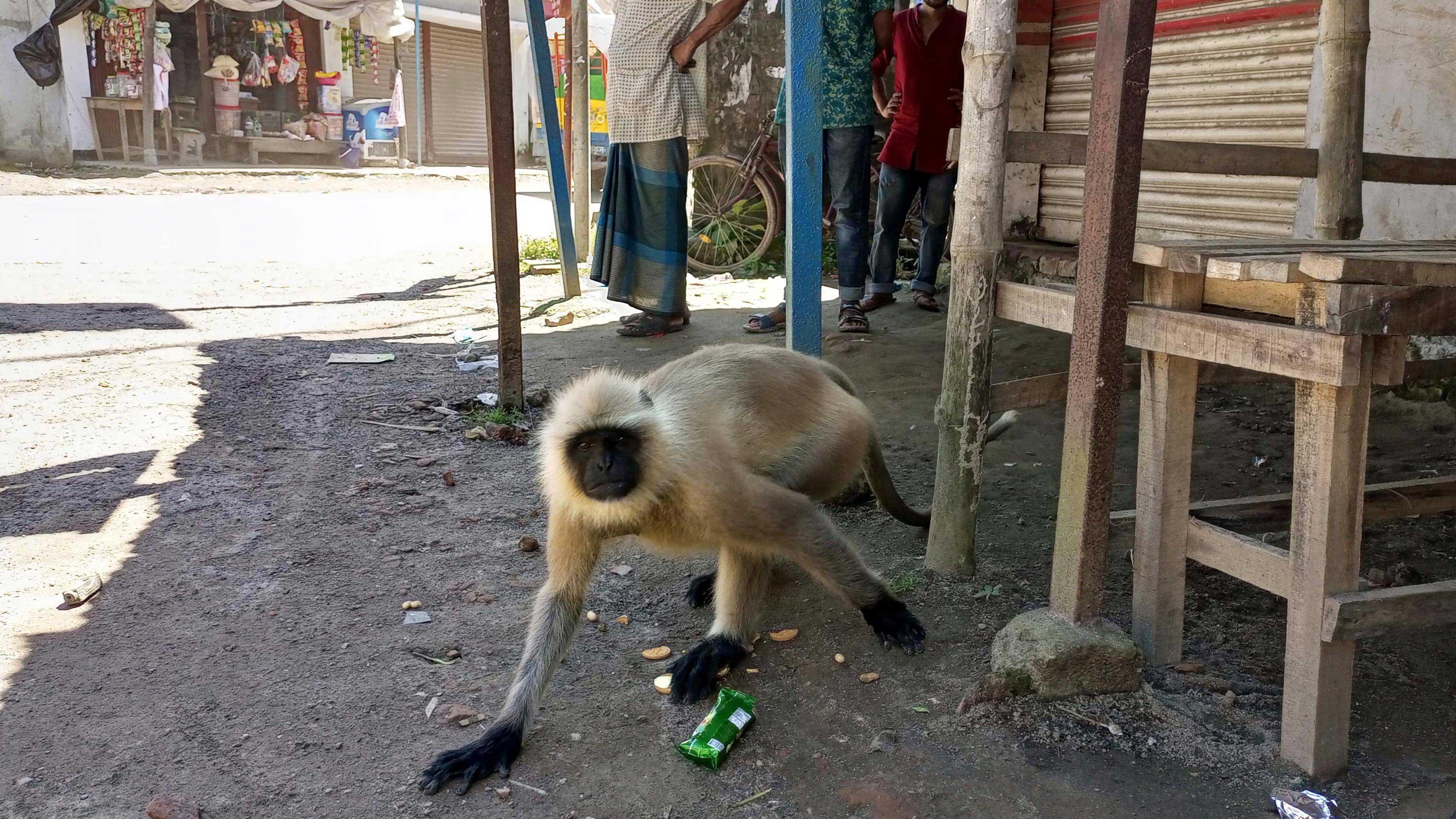 কাঠালিয়ায় লোকালয়ে দলছুট হনুমান