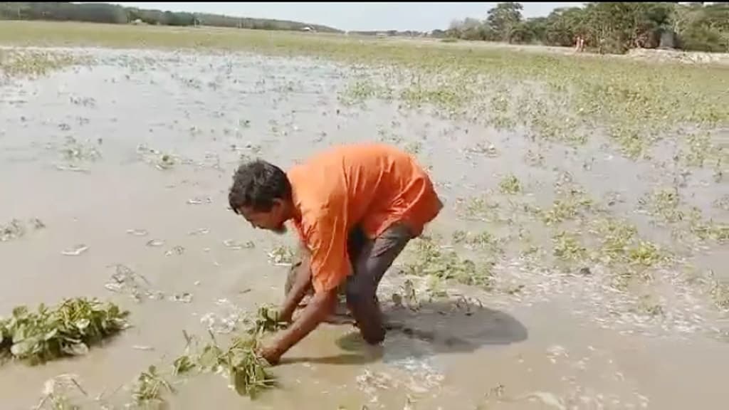 মুগ ডালের খেতে পানি দুশ্চিন্তায় ঋণগ্রস্ত কৃষক