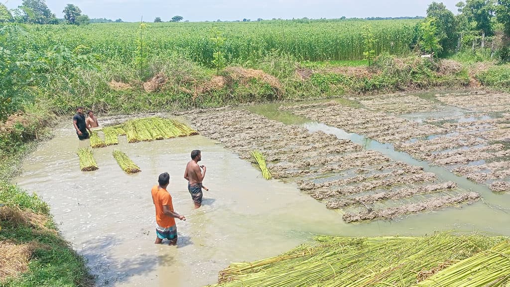 খাল-বিলে পানি নেই, পুকুর ভাড়া নিয়ে পাট জাগ দিচ্ছে চাষিরা