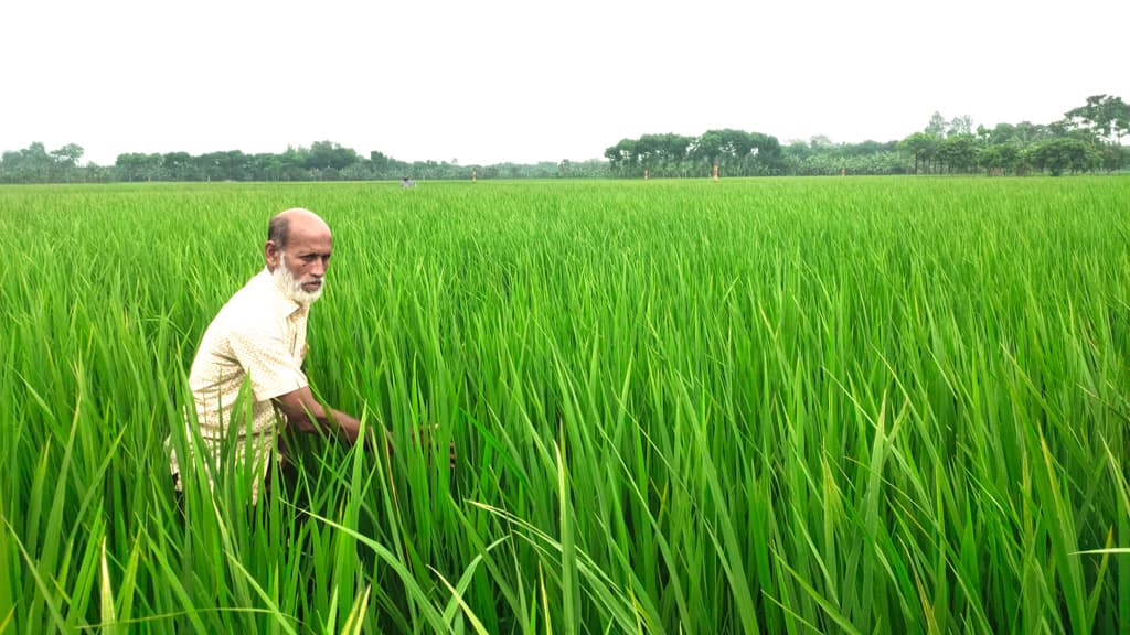 ‘ফাতেমা ধানে’ বাম্পার ফলনের আশা চাষির