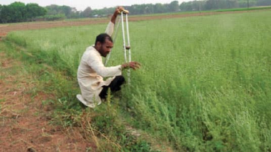 প্রতিবন্ধী আক্কাস আলীর কালিজিরা চাষে সাফল্য