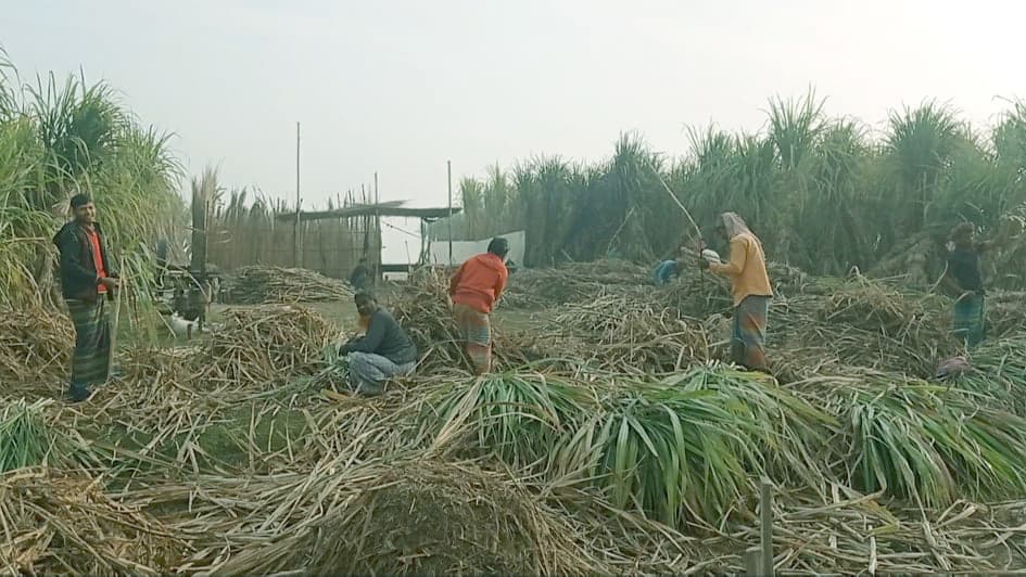 লাভ বেশি, বাড়ছে আখ চাষ