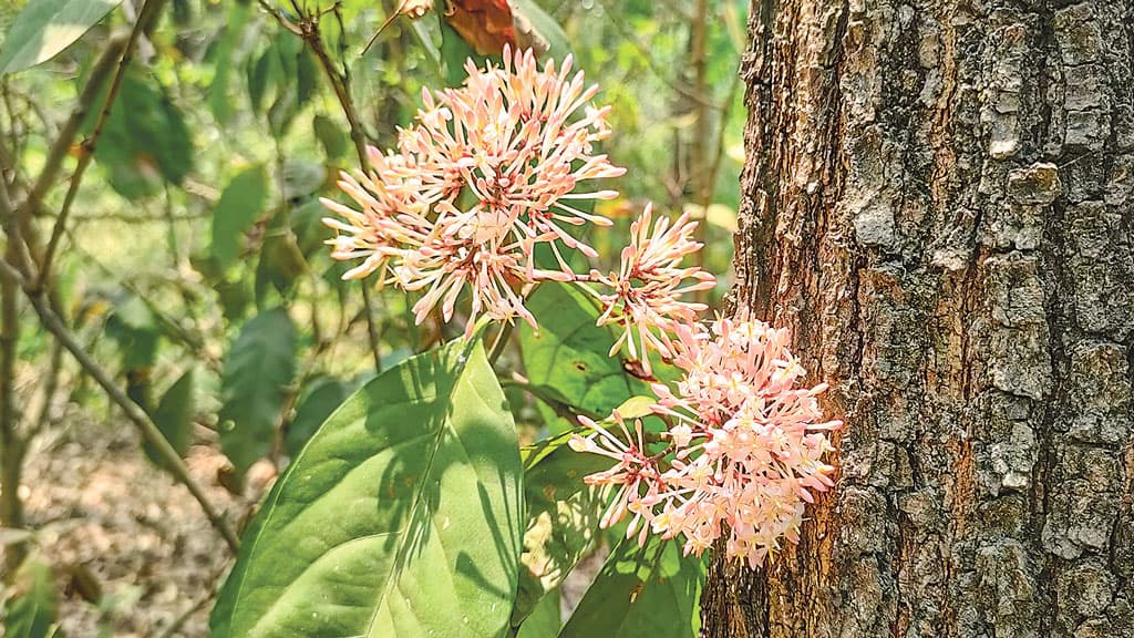 রক্ষা করতে হবে জাহাঙ্গীরনগরের উদ্ভিদ