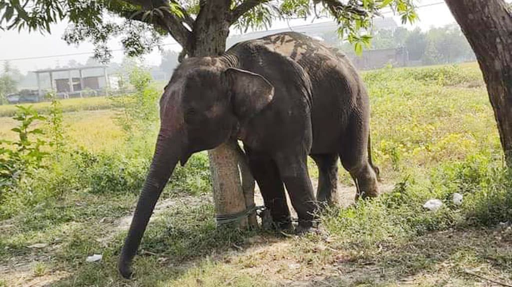 বোয়ালখালীতে হাতির আক্রমণে ৪ শ্রমিক আহত 