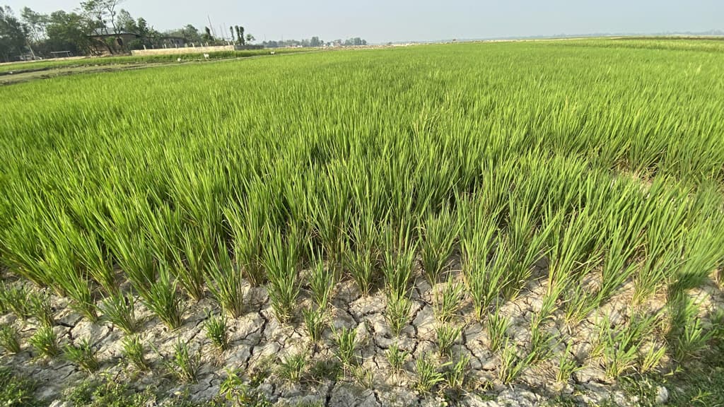 অতিরিক্ত তাপে বোরো খেত ফেটে চৌচির