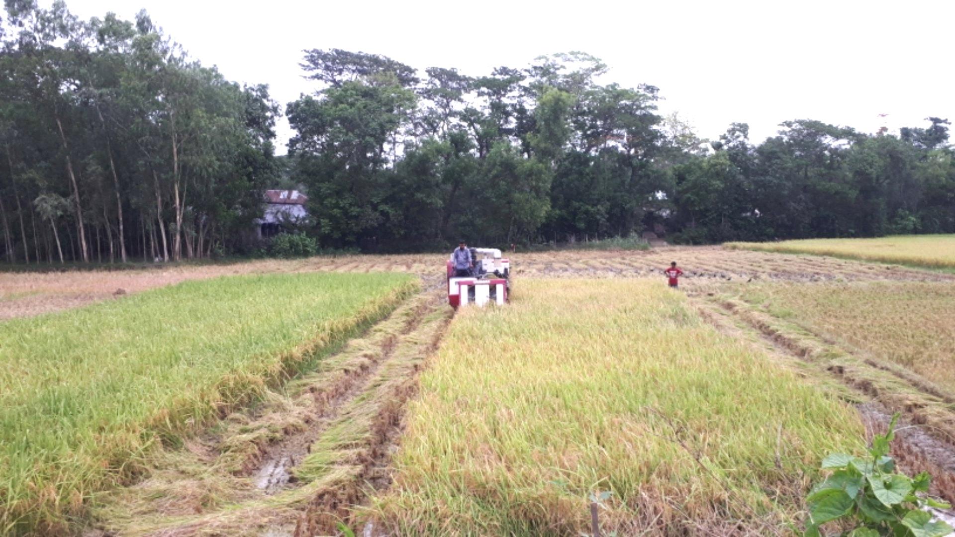 বোরোর ভালো ফলন, তবে শ্রমিক-সংকটে দুশ্চিন্তা