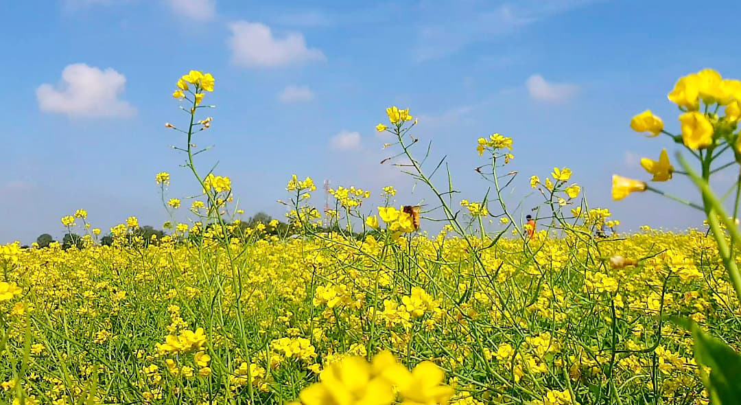 বিস্তীর্ণ মাঠে হলুদের ঢেউ