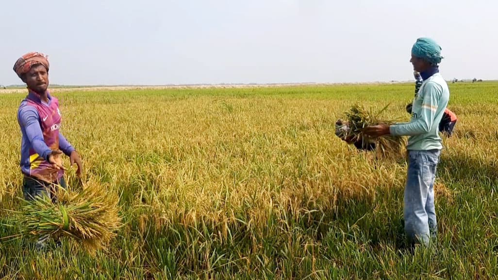 হাওরে ফের ঢলের পূর্বাভাস, আতঙ্কে কাঁচা ধান কাটছেন কৃষক