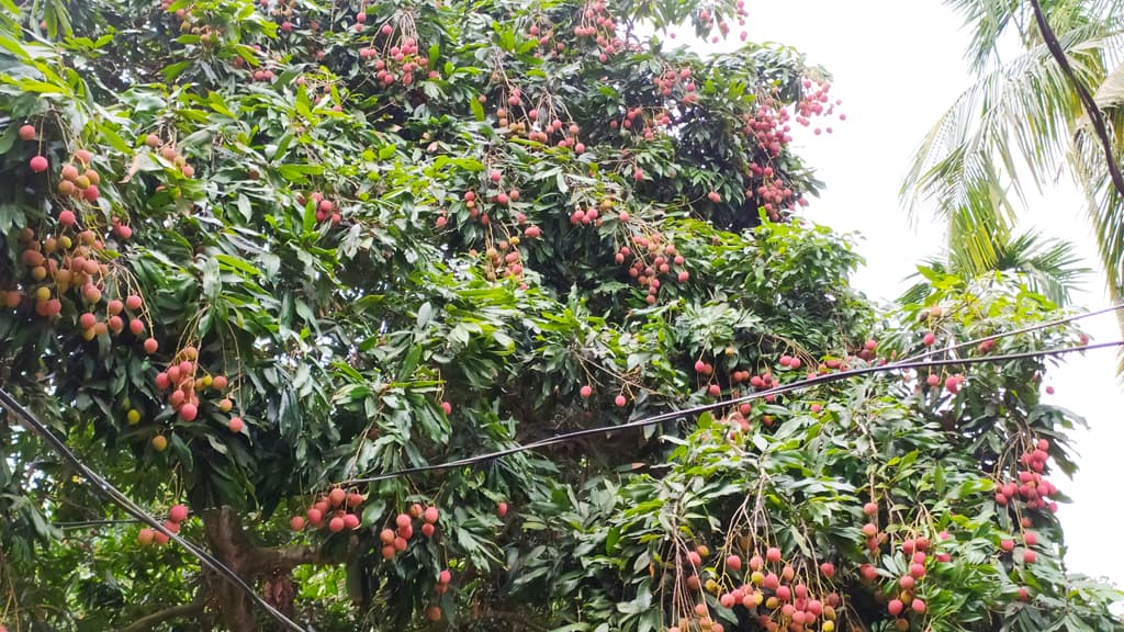 লিচুবাগানের গ্রাম ভুটিয়া