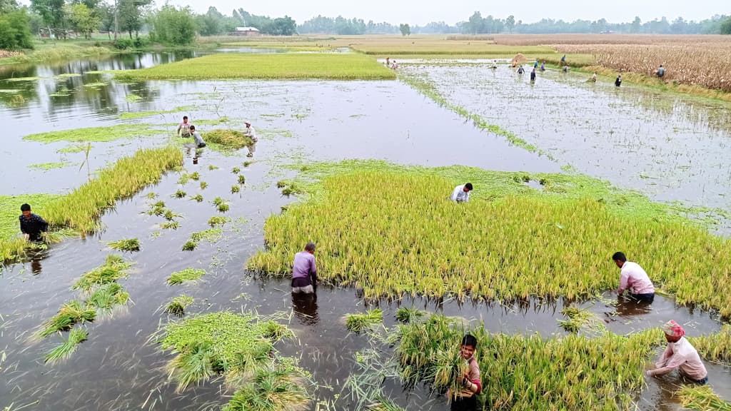 পানির নিচে বোরো ধান, শ্রমিক খরচ দ্বিগুণ