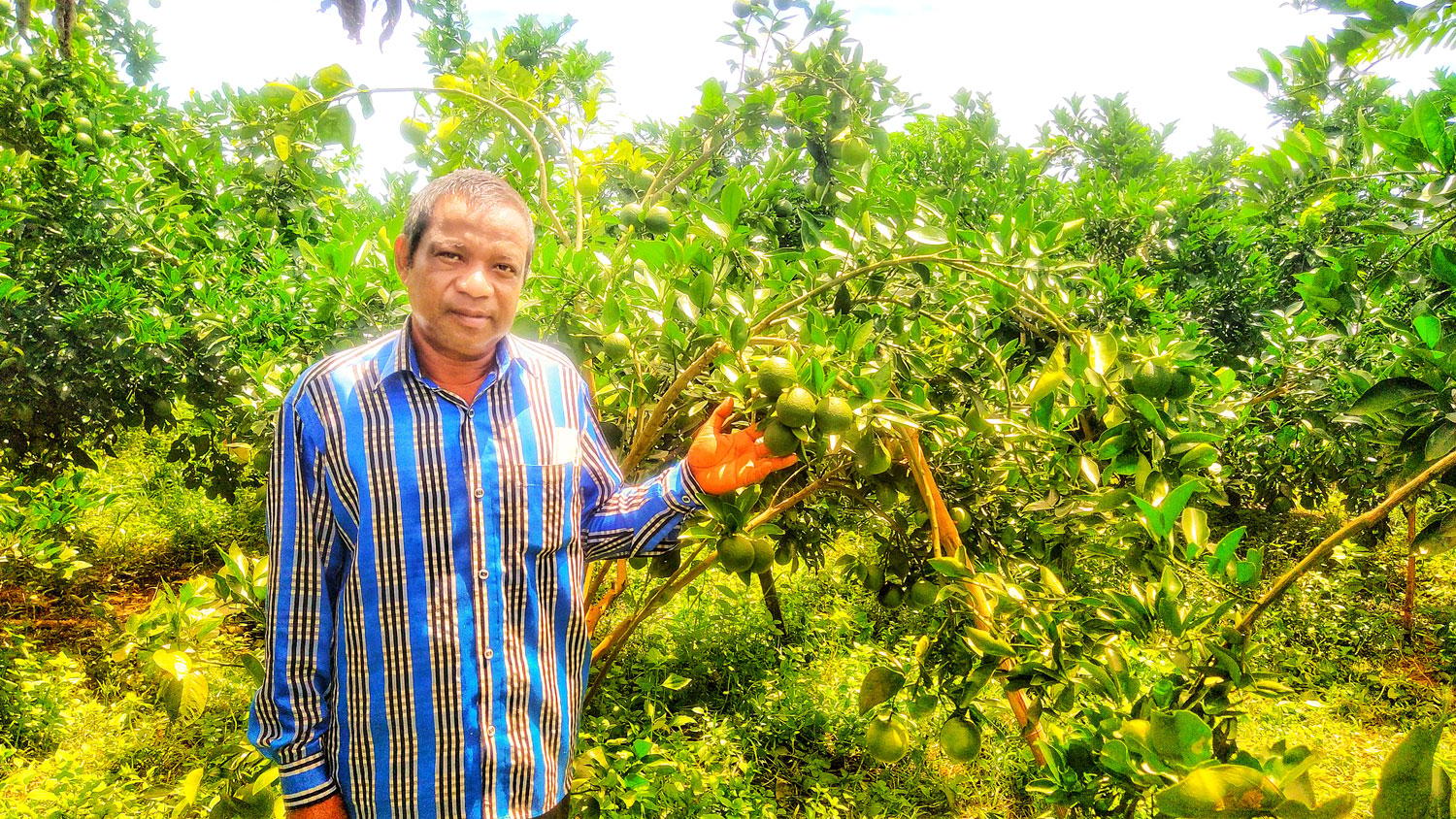 রাউজানে বিষ মুক্ত মাল্টা বাগান করে সফল প্রেমতোষ বড়ুয়া