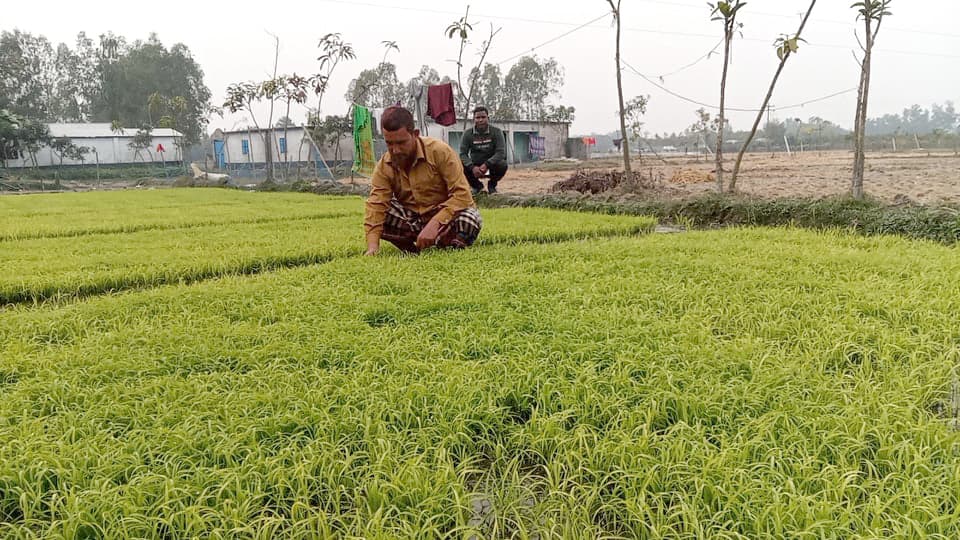 কুয়াশায় নষ্ট হচ্ছে বোরোর বীজতলা, শঙ্কায় কৃষক