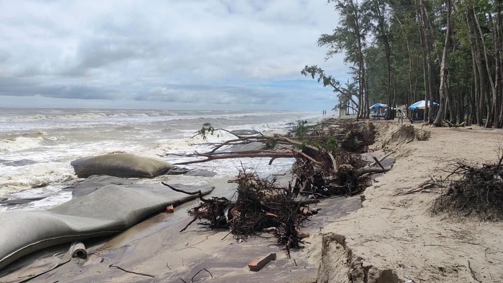 কক্সবাজার সৈকতে তীব্র ভাঙনে উপড়ে পড়ছে ঝাউগাছ