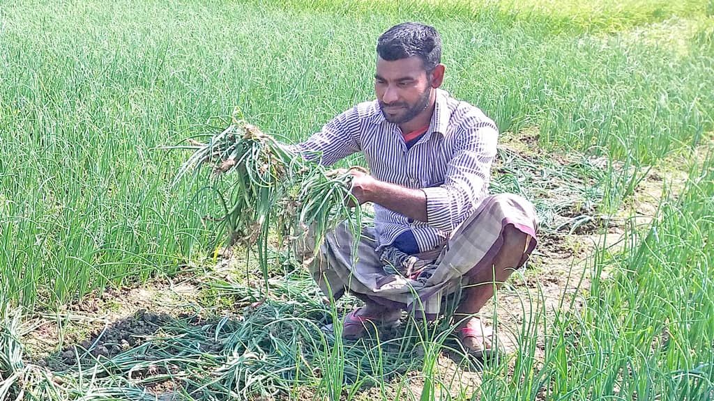 রাতের আঁধারে ১৪ কৃষকের পেঁয়াজখেত নষ্ট করল দুর্বৃত্তরা