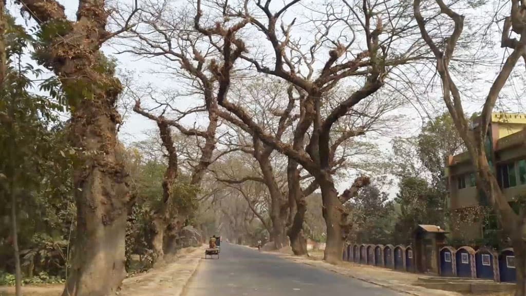 শতবর্ষী মরা গাছ কাটতে চিঠি