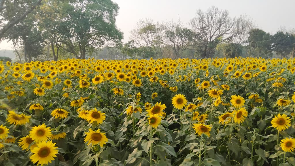 সূর্যমুখীতে হাসি কৃষকের মুখে