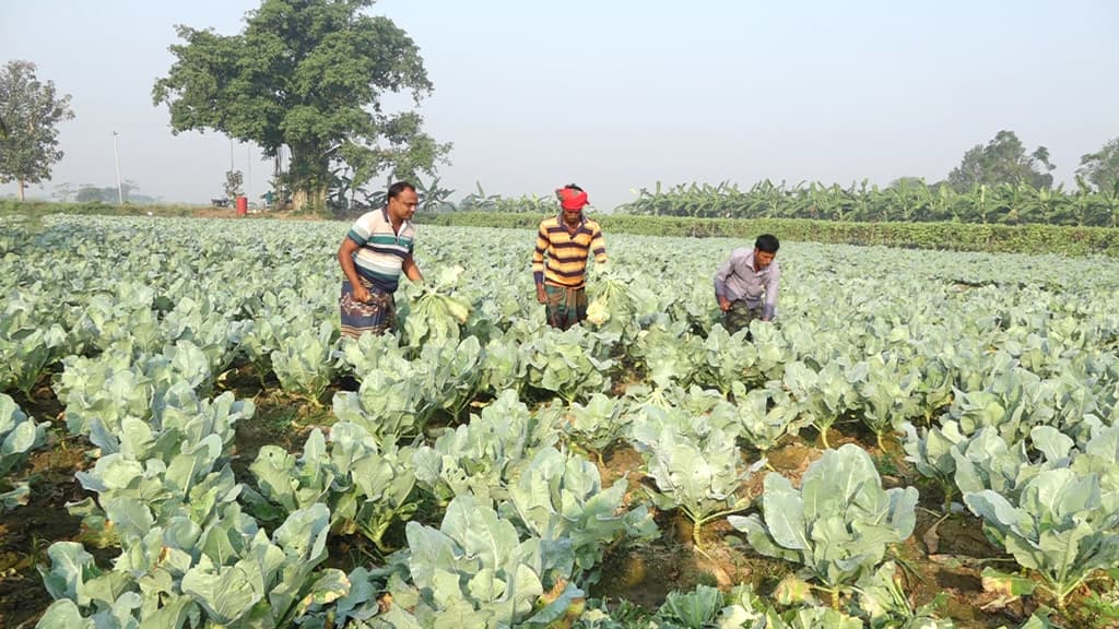 সবজির পাতা পচন রোগ, শঙ্কায় চাষি