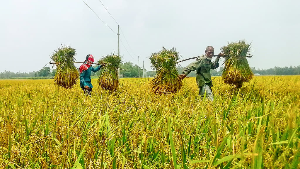 ধান নিয়ে দুশ্চিন্তায় কৃষক