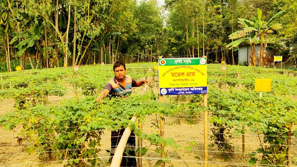 রাসায়নিকমুক্ত সবজি আবাদের গ্রাম মুশুদ্দি