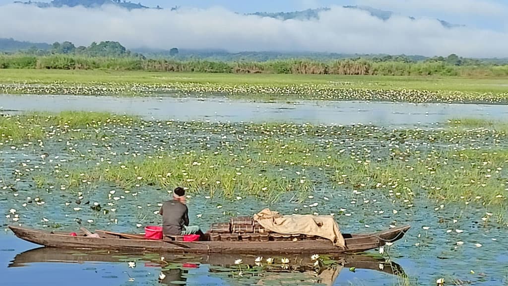 জুরাছড়ি শাপলা বিল ডাকছে পর্যটকদের