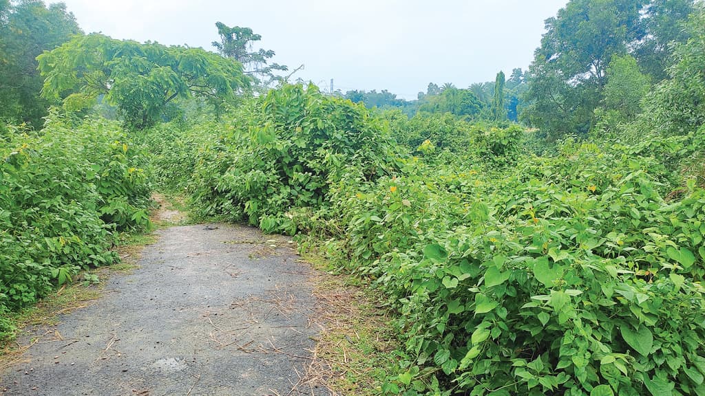 খালে সেতু নেই, কাজে আসছে না পাকা সড়ক