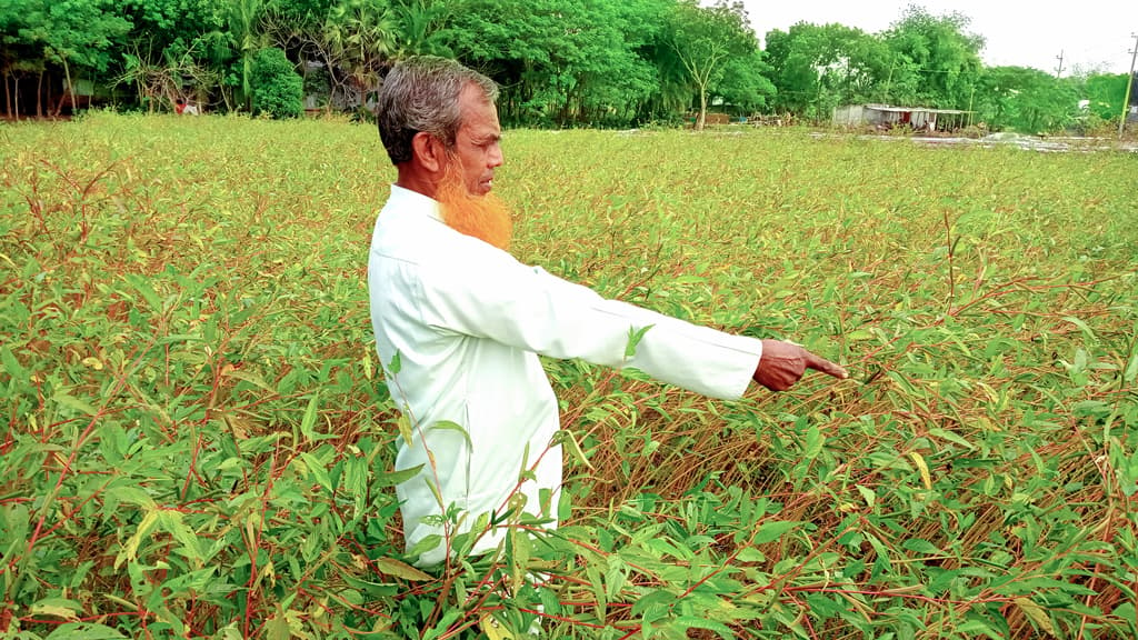 পাটবীজ উৎপাদনে সাফল্য