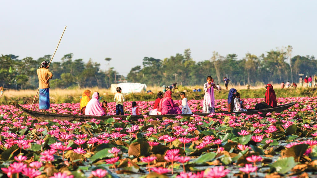 জৈন্তাপুরের লাল শাপলার রাজ্যে