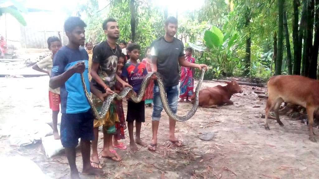 ১৩ ফুট লম্বা অজগর লাউয়াছড়ায় অবমুক্ত